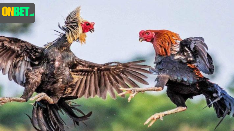 Đá gà Thomo: kịch tính hơn cược khác.