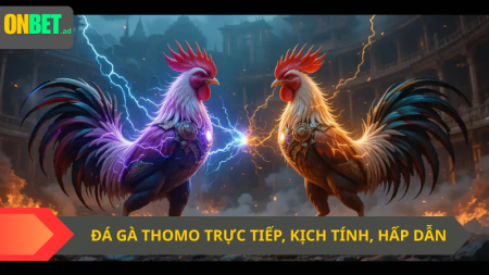 Đá gà Thomo: trực tiếp, kịch tính, hấp dẫn.
