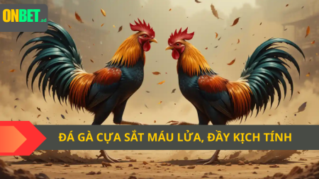 Đá gà cựa sắt: máu lửa, đầy kịch tính.