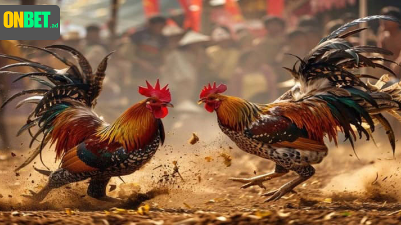 Đá gà cựa sắt: thú chơi có từ lâu đời.