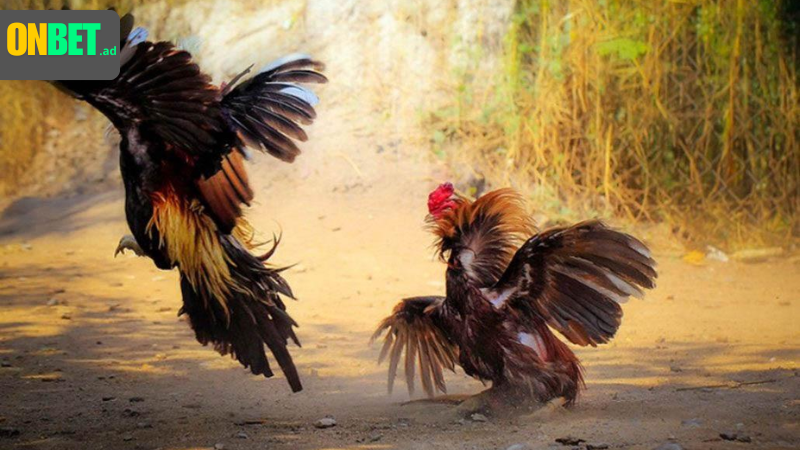 Luật chơi cựa sắt và đá ngay.