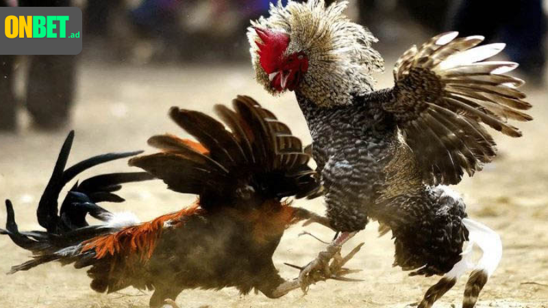 Trường gà Thomo: uy tín, đá trực tiếp, kịch tính.
